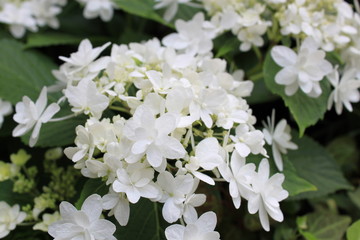 白いアジサイの花のアップ