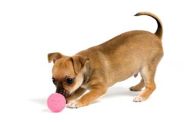 Puppy with ball