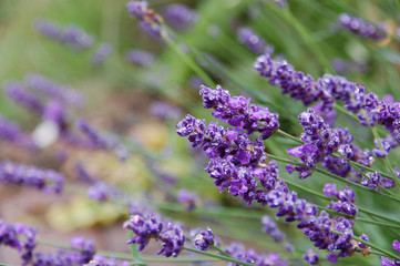 Lavendel