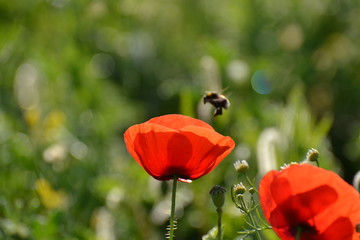 Naklejka premium poppy and bee 5