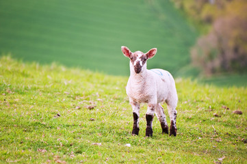 Spring lamb in Spring rural farm landscape