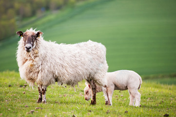 Spring lamb and ewe mother in Spring rural farm landscape