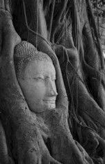 Wat Mahathat Buddha head