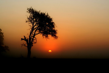 Baum im Sonnenaufgang