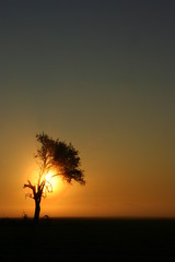 Baum vor der aufgehenden Sonne