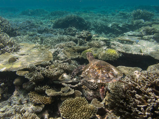 Sea turtle swimming over coral reef