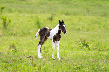 Foal