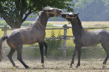 Horse fight