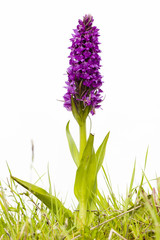 Fototapeta premium Common Spotted Orchid