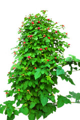 Shot the raspberry (tayberry) bush on white background