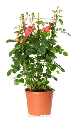 Obraz premium beautiful roses bush in pot isolated on white