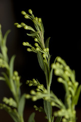 Young green leaf close up on black background