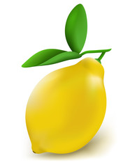 Fresh lemon on a white background