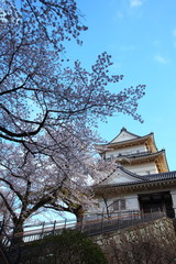 Odawara Castle and cherry blossom in japan