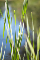 Grass at pond.