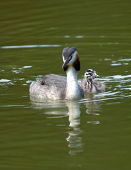 Grebes