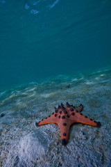 starfish on the sea floor