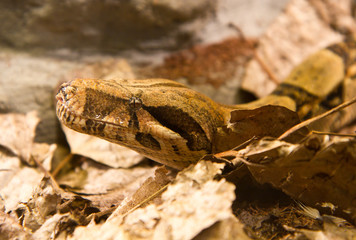 serpente boa