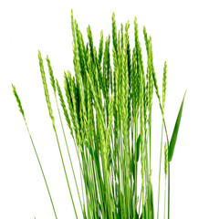 Wheat grass - Elytrígia.