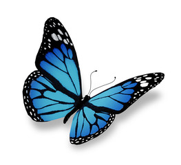 Fototapeta na wymiar Blue butterfly, isolated on white background