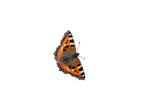 Papillon " La Petite Tortue"