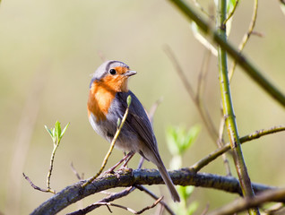 Songbird robin sitting on a branch