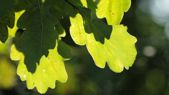 Sun light in green oak leaves
