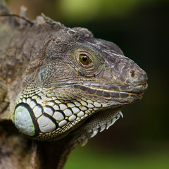 big iguana