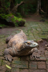 Huge dragon of Komodo