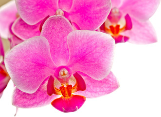 Fototapeta na wymiar Thai orchidea na białym tle