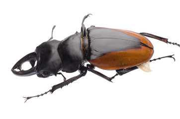 insect stag beetle