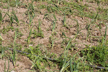 Organically grown onions