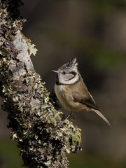 Crested Tit