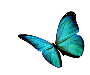 Turquoise butterfly flying, isolated on white background
