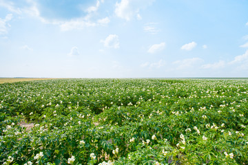 flowers of potato