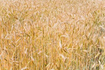 yellow wheat field