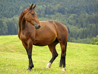 Obraz premium ETALON BRUN