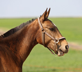 Horse bows in the paddock