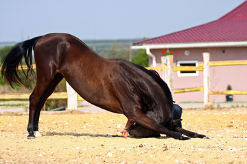 Obraz premium Horse bows in the paddock