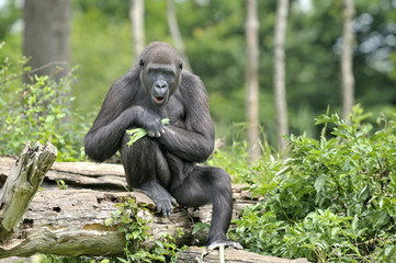 Jeune gorille de 8 ans