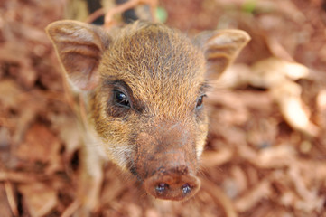 a cute pigs on a pigfarm , Thailand