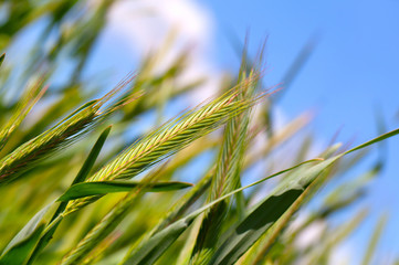 wheat harvest on blue sky