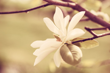 White Magnolia Blossom - obrazy, fototapety, plakaty