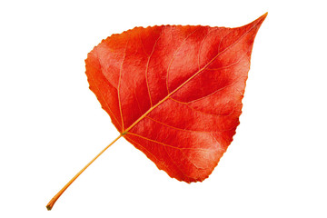Red autumn leaf poplar isolated on white background
