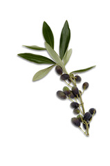 Olive taggiasche con foglie