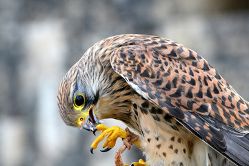 Rapace1