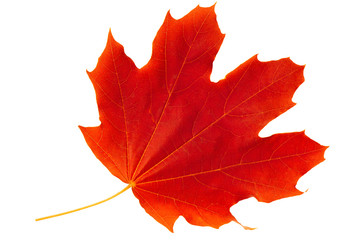 Red autumn leaf maple isolated on white background