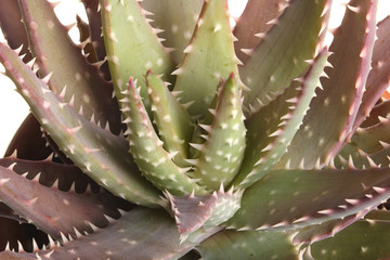 Fototapeta premium Close-up of an aloe plant against white