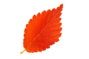 Red autumn leaf elm isolated on white background - obrazy, fototapety, plakaty