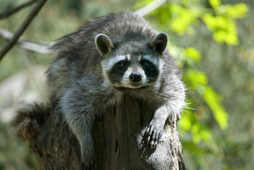 Raccoon